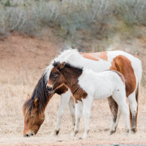 Meet your Posher, Macie